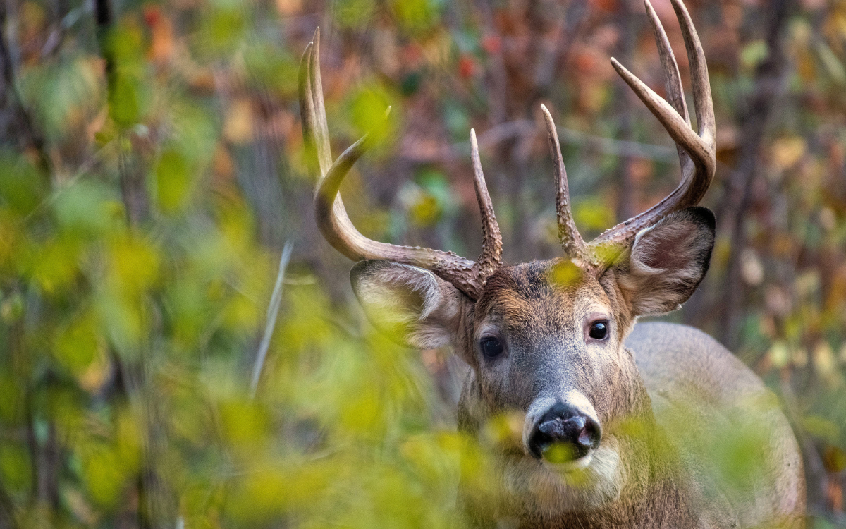 From Field to Family Table: The Real Rewards of Owning Hunting Land in Mount Ayr, Iowa